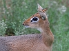 J17_1003 Damara Dik-Dik